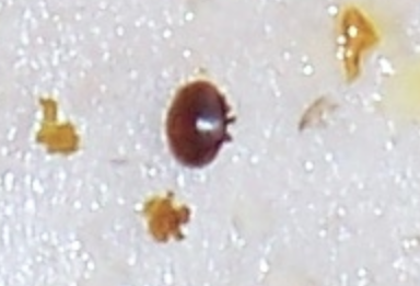 Varroa Mites infect beehives