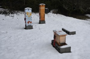 Beehive, beekeeping, seabeck, bees, honeybees, overwintering bees