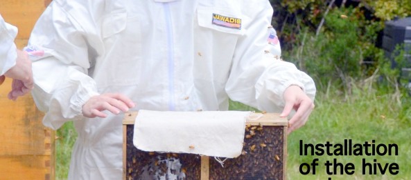 Bees going into their new beehive